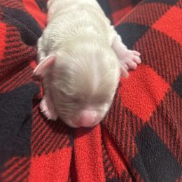 Lily - Brown female Cockapoo puppy in Paradise, Texas from 4W’s F2 Cockapoos