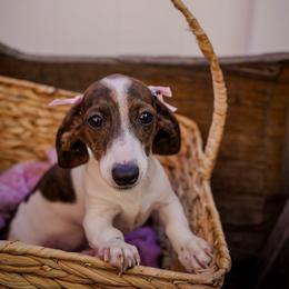 Princess Venellope - Piebald female Dachshund puppy in Temecula, California from Naomi Magee's Dachshund Kennel