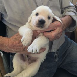 Valor  (Boy 2) - Light golden male Golden Retriever puppy in Elizabeth, Colorado from Blazing Star Goldens