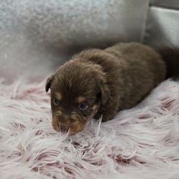 Aurora - Red tri-color female Australian Shepherd puppy in Mehoopany, Pennsylvania from Crooked Creek Australian Shepherds