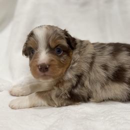 Reeves - Red merle male Miniature Australian Shepherd puppy in Natural Dam, Arkansas from Natural State Aussies