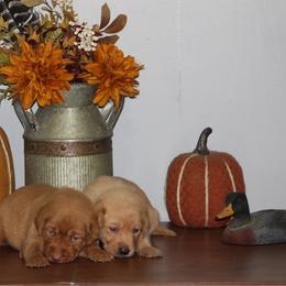 1st pick - Yellow female Labrador Retriever puppy in Four Oaks, North Carolina from TLC Retrievers