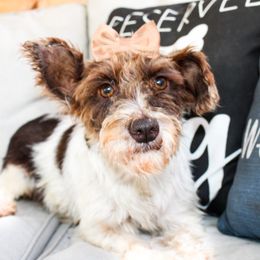 Coco - Miniature Schnauzer