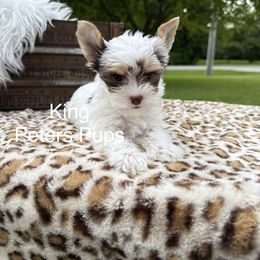 King - Chocolate, tan and white male Yorkshire Terrier puppy in Hertford, North Carolina from Peters Pups Yorkshire Terriers