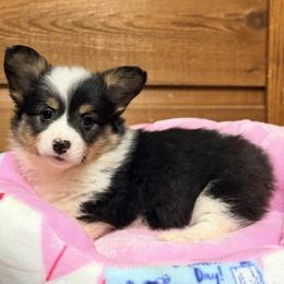 Pink collar - Black and tan female Pembroke Welsh Corgi puppy in Monterey, Tennessee from Co-Pilot Corgis