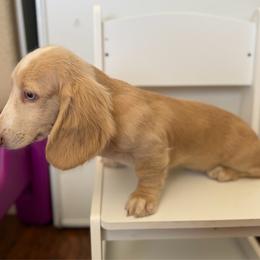Dachshund puppies from TeenieWeenieDoxies