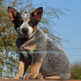 Australian Cattle Dog and Pembroke Welsh Corgi Puppies from Heelers in Texas