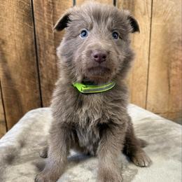 Lime DL - Isabella male German Shepherd puppy in Terra Alta, West Virginia from Shepherd Country Farm and Kennels