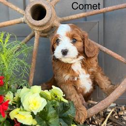 Comet - Red male Cavapoo puppy in Oxford, Pennsylvania from FriendlyPals