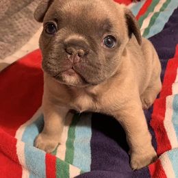 French Bulldog Puppies from LBL Frenchies