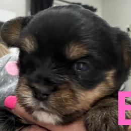 Ella - Black and tan female Yorkshire Terrier puppy in Bowling Green, Kentucky from Broken Road Acres Yorkies