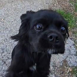 Birdie - Cavalier King Charles Spaniel