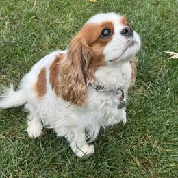 Peaches - Cavalier King Charles Spaniel