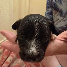 Fuji - Black & white female Toy Australian Shepherd puppy in Arlington, Texas from CopperHead Aussies