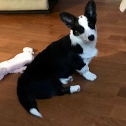 Cardigan Welsh Corgi Puppies from Rochar Cardigan Welsh Corgis