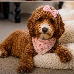 Molly - Goldendoodle