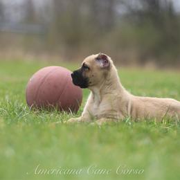 OUTLAW - Fawn male Cane Corso puppy in Cable, Ohio from Americana Cane Corso