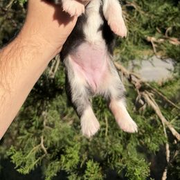 Sierra (Financing Available) - Black and white female American Corgi puppy in Inverness, Florida from Canaan Farm Corgis