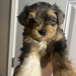 Neptune - Merle male Yorkipoo puppy in Gastonia, North Carolina from Precious pups dynasty kennel