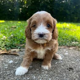 Yellow Girl - Red  female Goldendoodle puppy in Richmond, Kentucky from The Doting Doodle