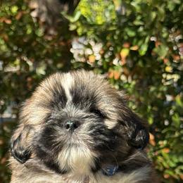 Julian  Akc boy 3  blue collar boy - Black and tan male Lhasa Apso puppy in Chico, California from Lhasa Apsos of northern Ca . Biewer terriers of northern California