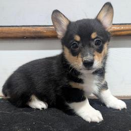 Sunny - Black and tan male Pembroke Welsh Corgi puppy in Brandon, Mississippi from Jenny May’s Corgis