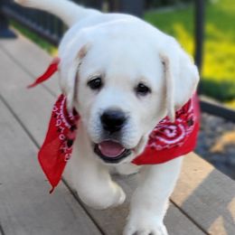 Labrador Retrievers from ROCK CREEK LABRADORS