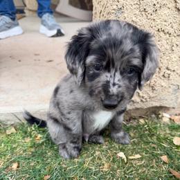Blue - Merle male Golden Aussiedoodle puppy in Chino Valley, Arizona from AZ Stickerdoodles