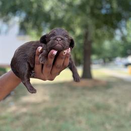 Erin - Chocolate male Shih Tzu puppy in Garner, North Carolina from House of Paws Heritage Nursery