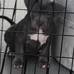 Girl 1 - Blue female American Staffordshire Terrier puppy in Pomona, California from Lunatic Kennels