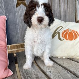 Taylor - Parti female Goldendoodle puppy in Caddo Mills, Texas from Fire Wife Doodles