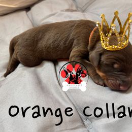 Orange collar - Red and rust female Doberman Pinscher puppy in Canton, Ohio from Aaliyah’s Dobies