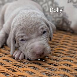 Dolly - Gray female Weimaraner puppy in Evart, Michigan from Drehbar Weimaraners