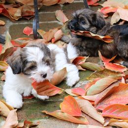 Havanese Puppies from Contigo Havanese