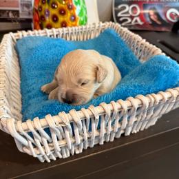 Majik Bear - Light golden male Golden Retriever puppy in Baldwin Park, California from Mountain Valley Retrievers