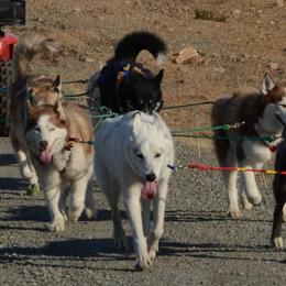 Siberian Huskies from Umunhum