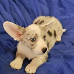 Boy 2 - male Cardigan Welsh Corgi puppy in Myton, Utah from Cardigan Corgi Cuties 💓
