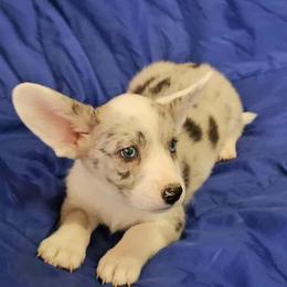 Boy 2 - male Cardigan Welsh Corgi puppy in Myton, Utah from Cardigan Corgi Cuties 💓