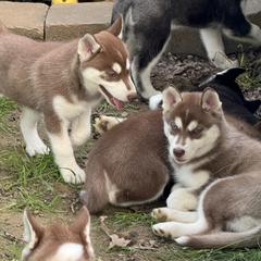 Siberian Husky Puppies from Black Shale Siberians