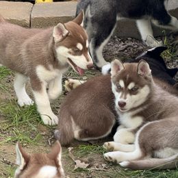 Siberian Husky Puppies from Black Shale Siberians