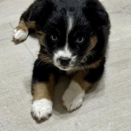 Christmas Holly Ready - Black tri female Miniature Australian Shepherd puppy in Charlestown, Indiana from Forever Aussies and A Doodle