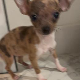 Miniture Goddess Mia charting 3-4 lb 6500 - Merle female Chihuahua puppy in Las Vegas, Nevada from Quality Poms Chihuahua Yorkies of Las vegas
