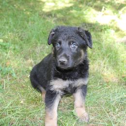 Cerveza - Bicolor Boy - Bi-color male German Shepherd puppy in Oakland, Oregon from VHM German Shepherds