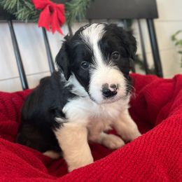 Yosemite - White and black male Bordoodle puppy in Valley Center, California from Circle R Valley Bordoodls