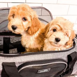 Bernedoodles and Goldendoodles from Brown’s Golden Paws