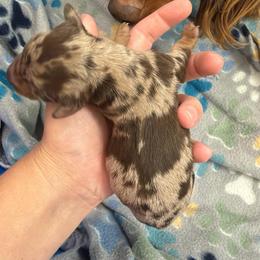 Chestnut - Dapple male Dachshund puppy in Live Oak, Florida from Johnson’s Weiner Farm