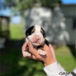 Boy 1 - Black rust and white male Bernese Mountain Dog puppy in New Haven, Indiana from Milan Berners