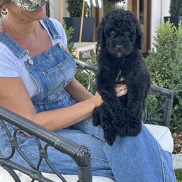 Rupert - Black male Bernedoodle puppy in Yuba City, California from Ranch House Doodles