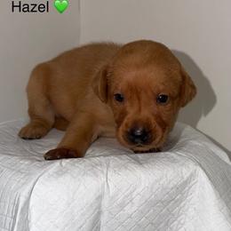 Hazel Aqua Collar - Yellow female Labrador Retriever puppy in Elloree, South Carolina from Moonlight Kennels LLC