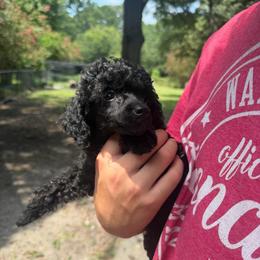 Florida - Parti female Poodle puppy in Florence County, South Carolina from Modern Family Standards